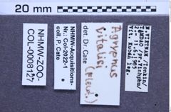 Etiketten zu Agrypnus vitalisi (Fleutiaux, 1918) (NHMW-ZOO-COL-0008127)